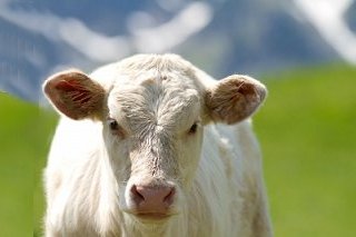 Calf Builder Supreme