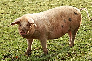 15% Premium Pork G/F